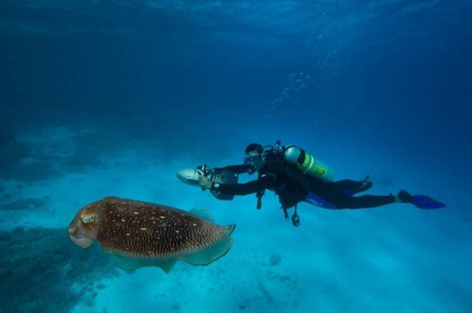 See the Underwater World on a Scuba Diving Tour from Kemer, Side and Alanya - Photo 3