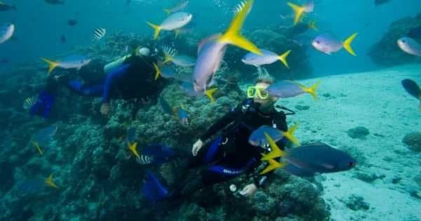 See the Underwater World on a Scuba Diving Tour from Kemer, Side and Alanya - Photo 1