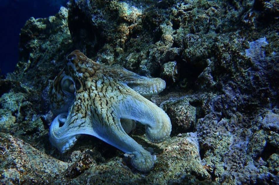 See the Underwater World on a Scuba Diving Tour from Kemer, Side and Alanya - Photo 7