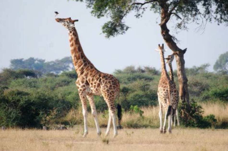 13 Day Gorilla and Safari Tour - Photo 2