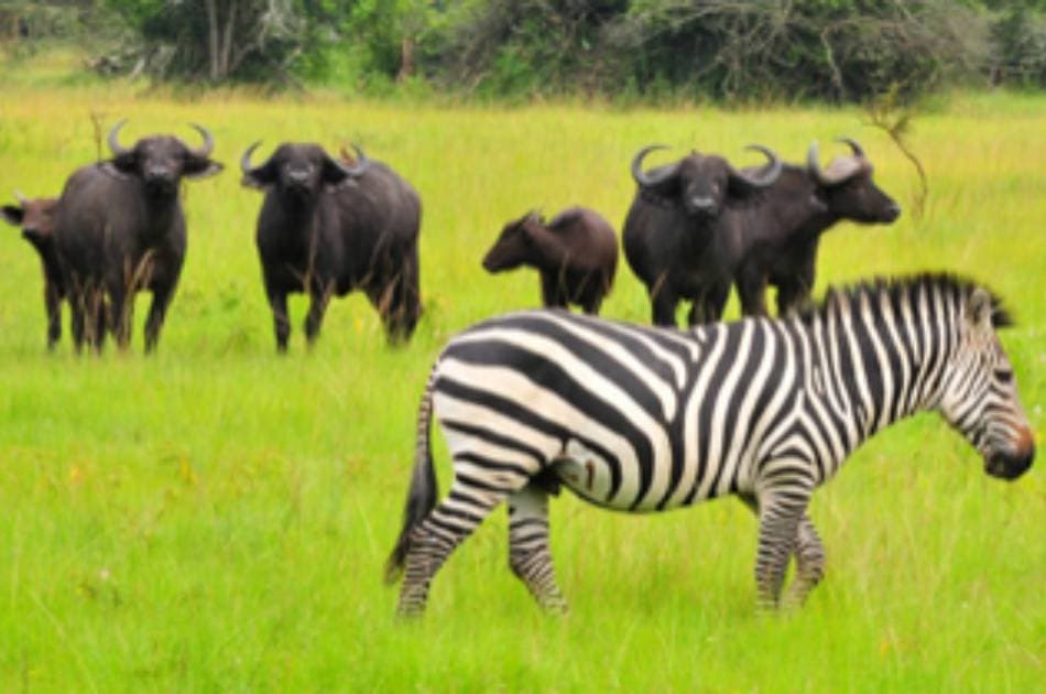 13 Day Gorilla and Safari Tour - Photo 11