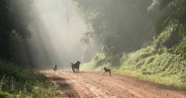 13 Day Gorilla and Safari Tour - Photo 1