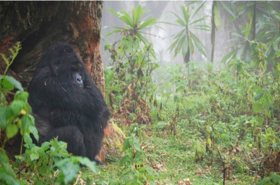 13 Day Gorilla and Safari Tour - Photo 5