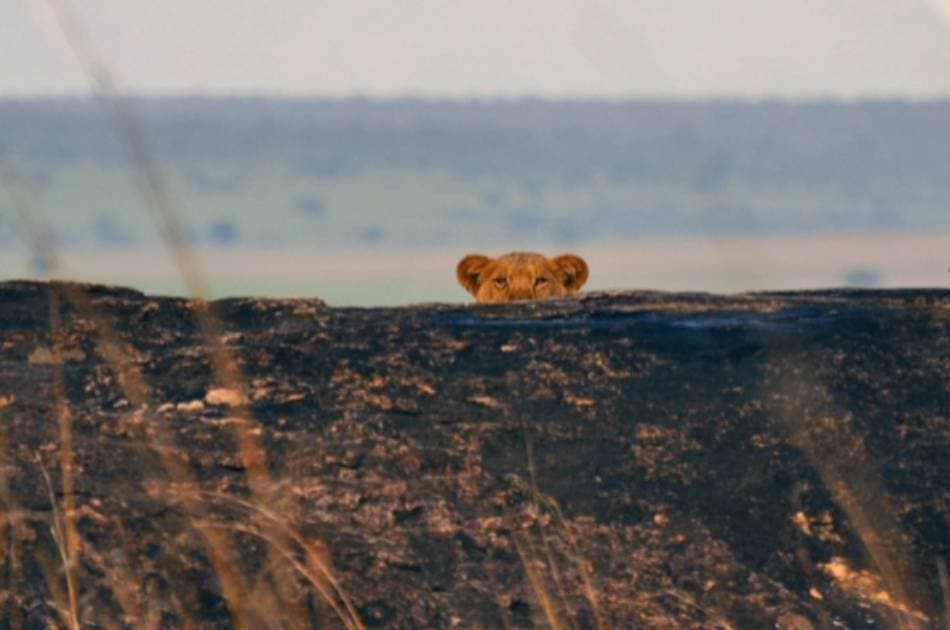 13 Day Gorilla and Safari Tour - Photo 6