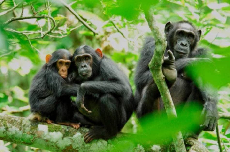 13 Day Gorilla and Safari Tour - Photo 8