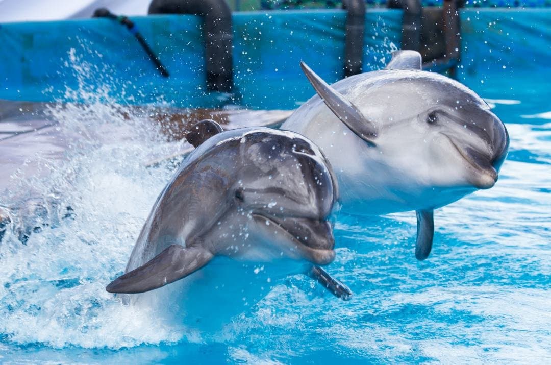 Dubai Dolphinarium