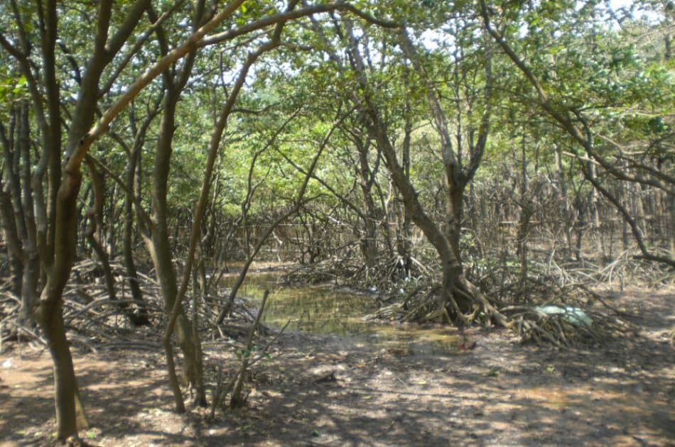Can Gio Ecologic Area Tour - Monkey Island from Ho Chi Minh - Photo 3