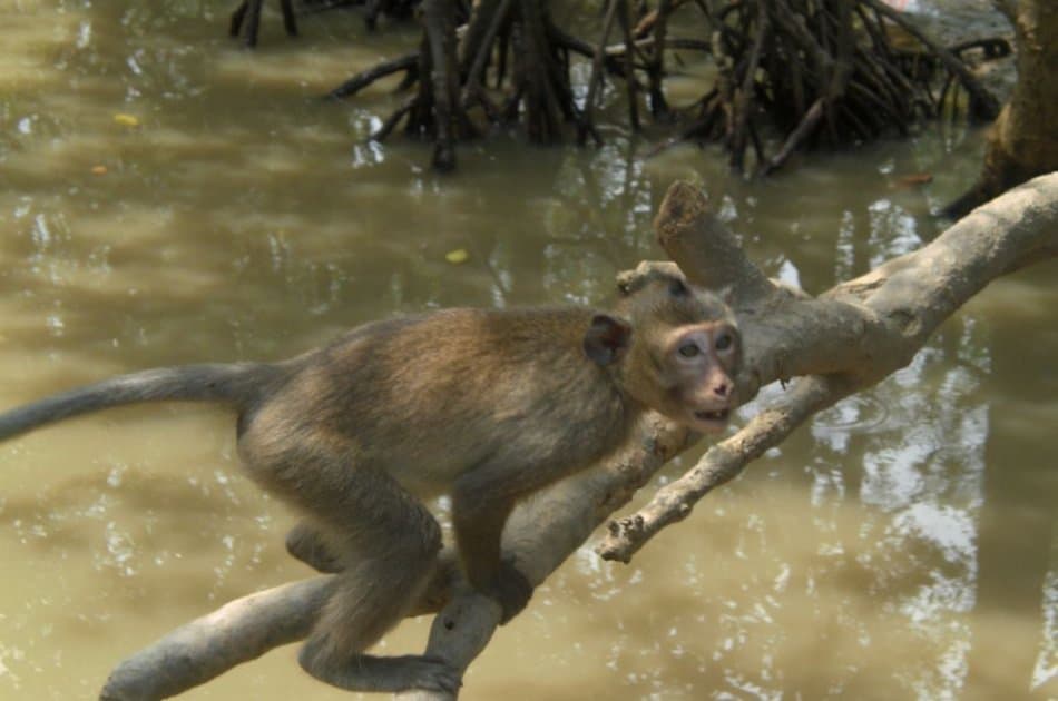Can Gio Ecologic Area Tour - Monkey Island from Ho Chi Minh - Photo 6