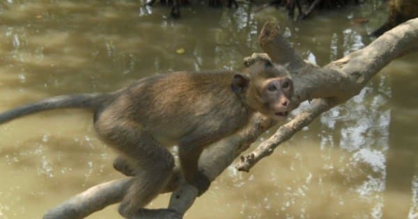 Can Gio Ecologic Area Tour - Monkey Island from Ho Chi Minh - Photo 1