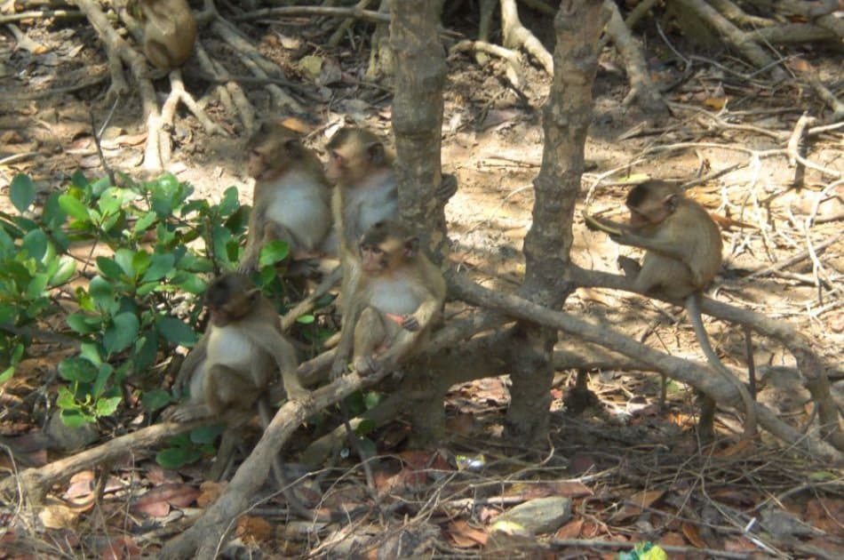 Can Gio Ecologic Area Tour - Monkey Island from Ho Chi Minh - Photo 8