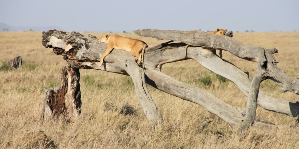 You Know You Are Truly Alive Among the Lions on Tour in Tanzania