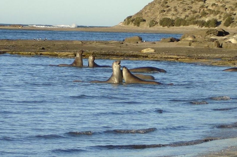 Have A Whale Of A Time in Peninsula Valdes - Whale Watching 