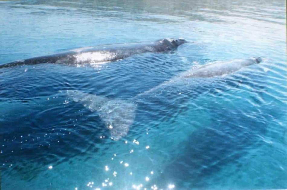 Have A Whale Of A Time in Peninsula Valdes - Whale Watching 