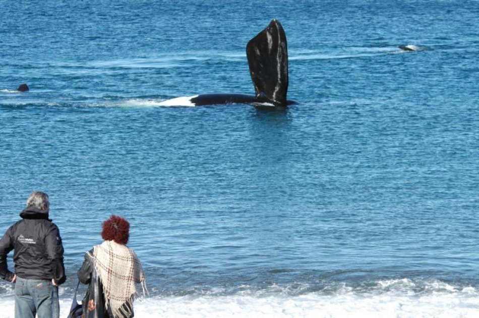 Have A Whale Of A Time in Peninsula Valdes - Whale Watching 