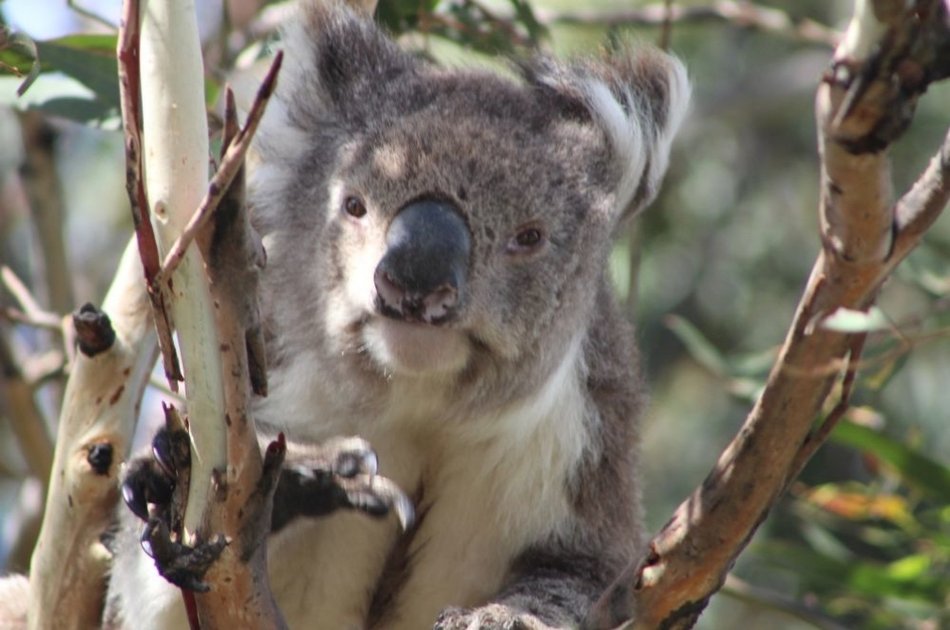 The Great Ocean Road Private Day Tour From Melbourne