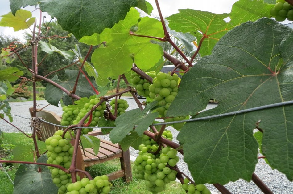 Fraser Valley Wine Tour from Vancouver