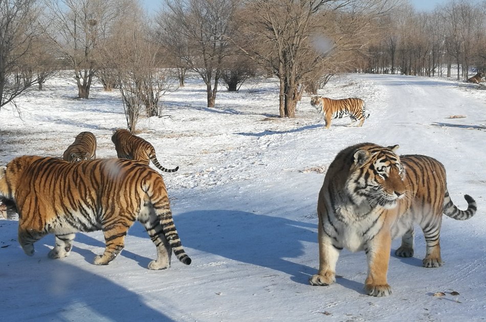 2 Day Private Harbin City Sightseeing and Ice and Snow Festival Tour