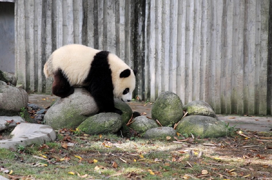 Chengdu Full-day Private Tour of Panda Hometown and Taoist Mountain