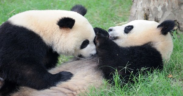 Chengdu Guided Private Tour of Giant Pandas and Mysterious Sanxingdui Ruins