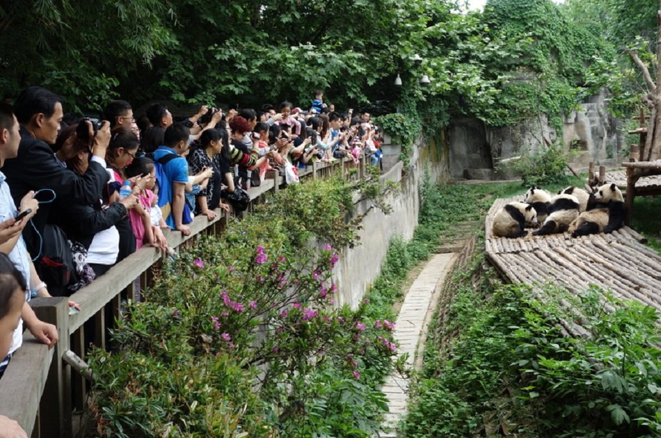 Chengdu Guided Private Tour of Giant Pandas and Mysterious Sanxingdui Ruins