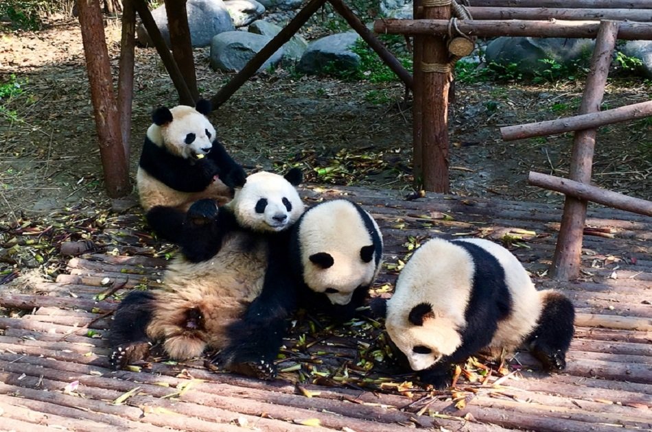 Chengdu Guided Private Tour of Giant Pandas and Mysterious Sanxingdui Ruins