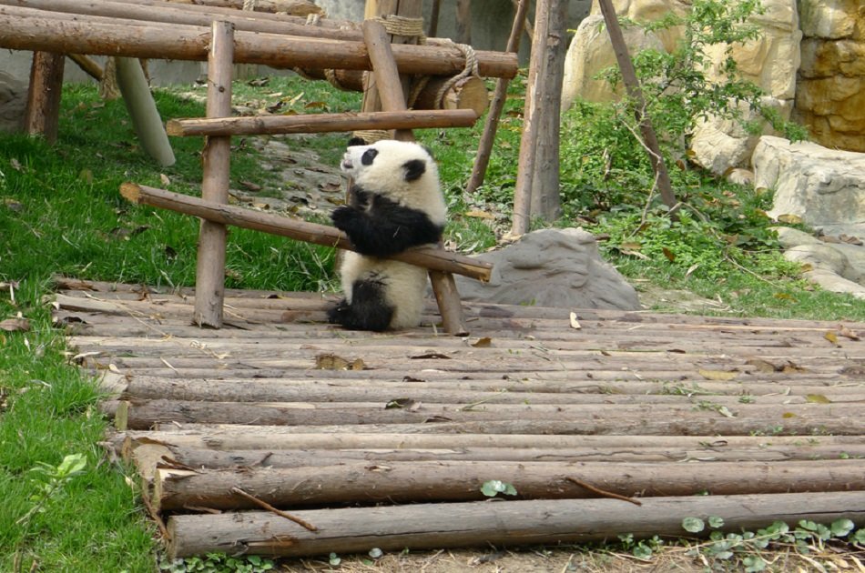 Chengdu Half Day Amazing Panda Base Private Tour