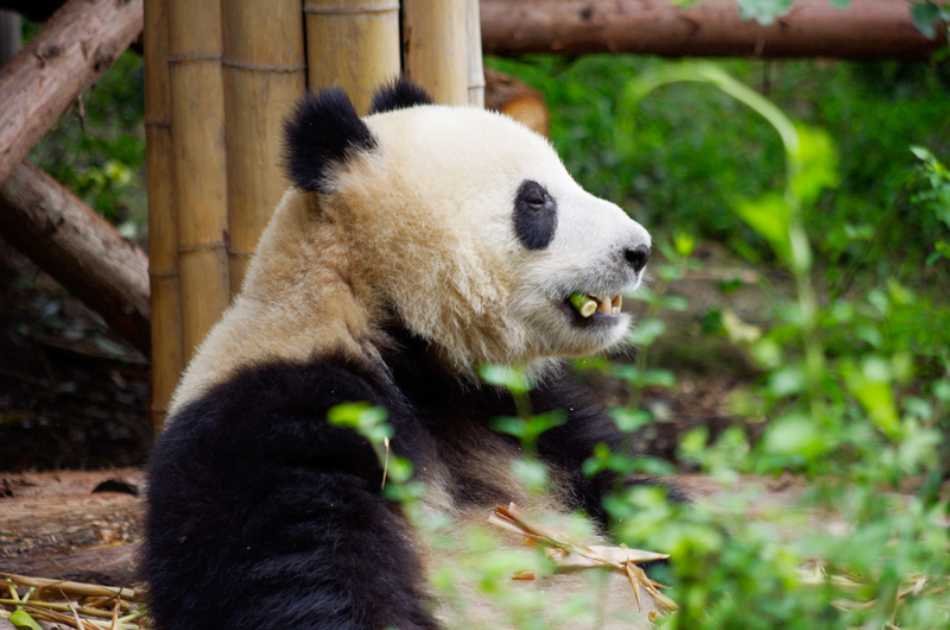 Chengdu Impression Private Day Tour of Giant Panda and Sichuan Cuisine Museum