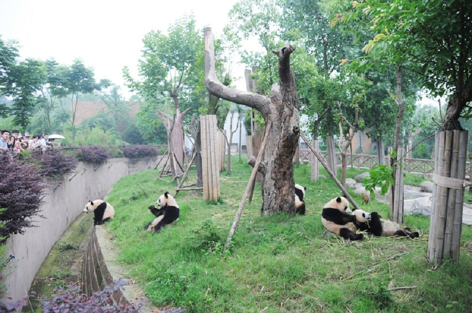 Chengdu Impression Private Day Tour of Giant Panda and Sichuan Cuisine Museum