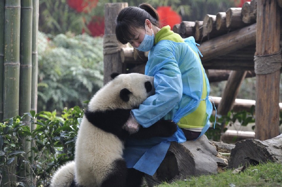 Chengdu Panda Private Volunteer Program at Dujiangyan Panda Base