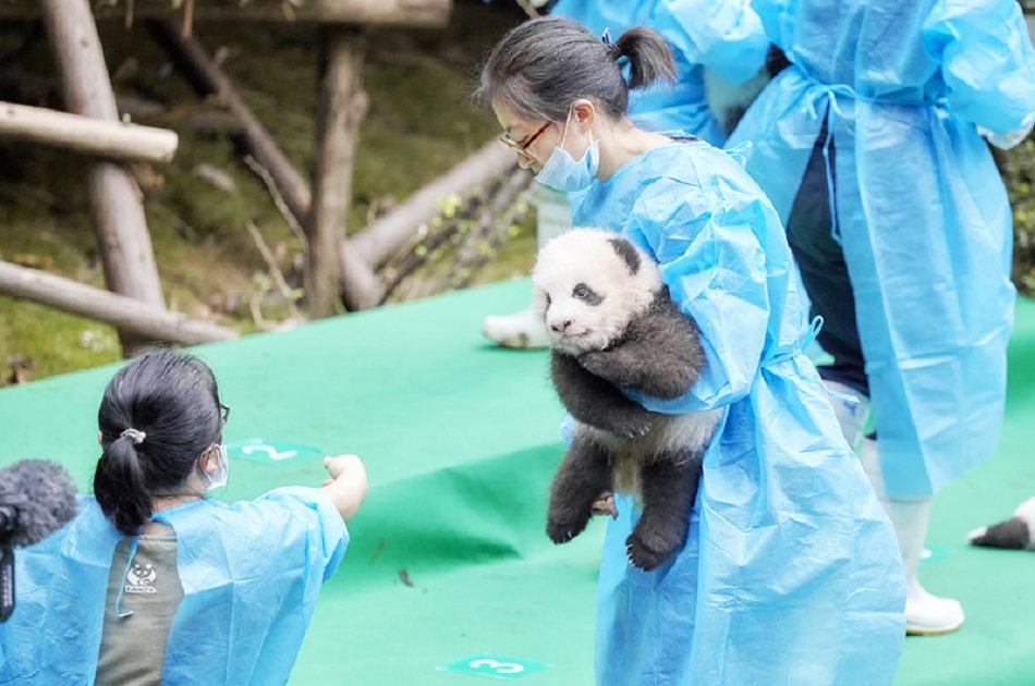Chengdu Panda Private Volunteer Program at Dujiangyan Panda Base