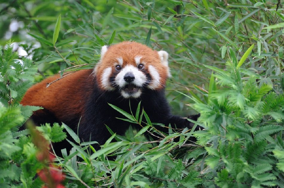 Chengdu Panda Private Volunteer Program at Dujiangyan Panda Base