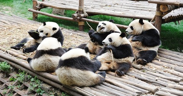 Chengdu Panda Private Volunteer Program at Dujiangyan Panda Base