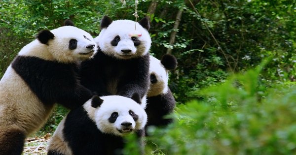 Chengdu Private Day Tour of Panda Base and Leshan Giant Buddha