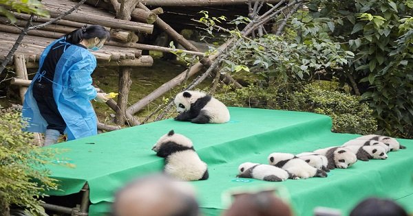 Chengdu Private Day Tour of Panda Holding Experience and Dujiangyan