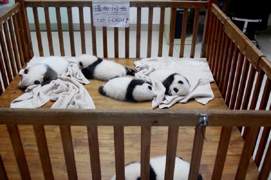 Chengdu Private Day Tour of Panda Holding Experience and Dujiangyan