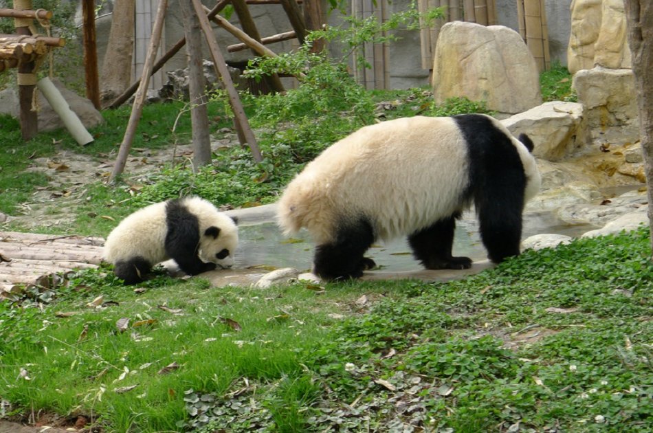 Chengdu Private Tour of Everything Panda Experience