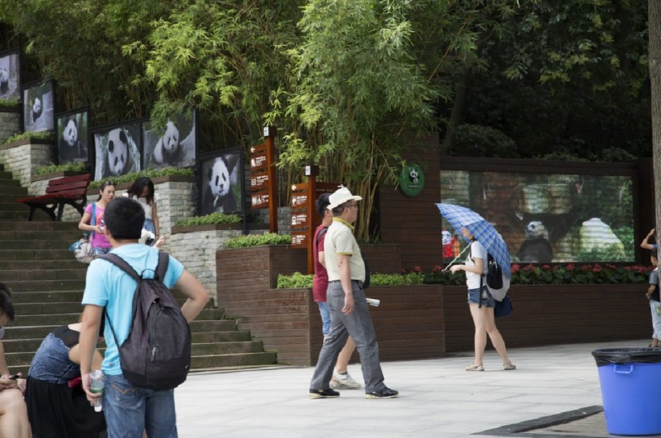 Giant Pandas and Huanglongxi Ancient Town in One Day From Chengdu on a Private Tour