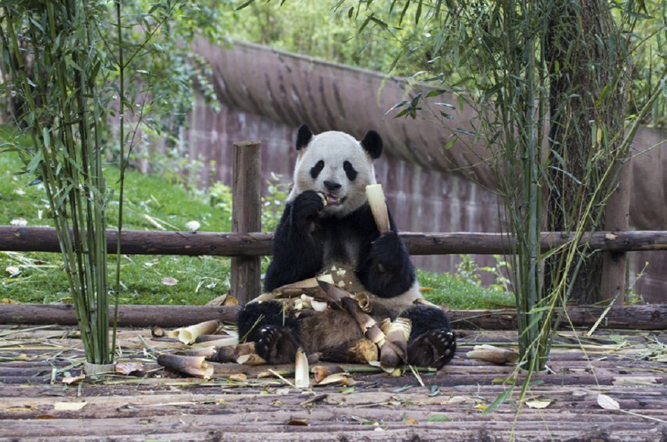 Giant Pandas and Luodai Ancient Town Private Tour in One Day From Chengdu