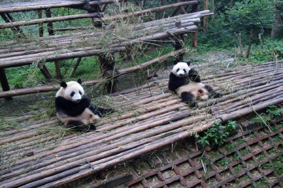 Private Day Tour of Chengdu Giant Panda Base and City Highlights