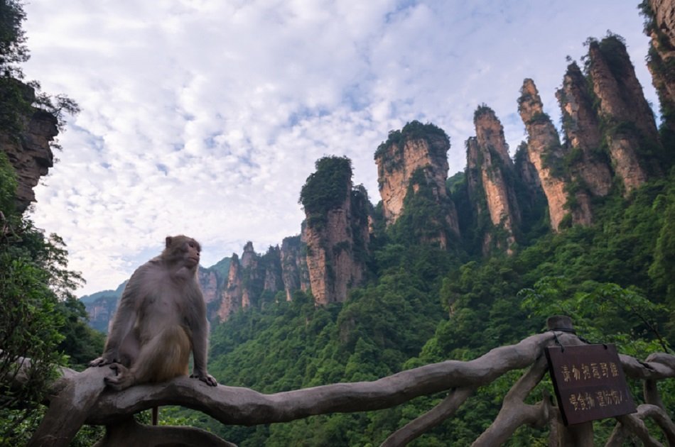 Private Day Trip of Zhangjiajie National Forest Park and Glass Bridge