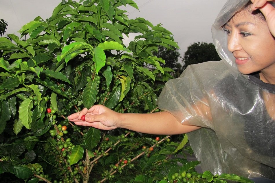 Coffee and Mountains: Eje Cafetero and Los Nevados