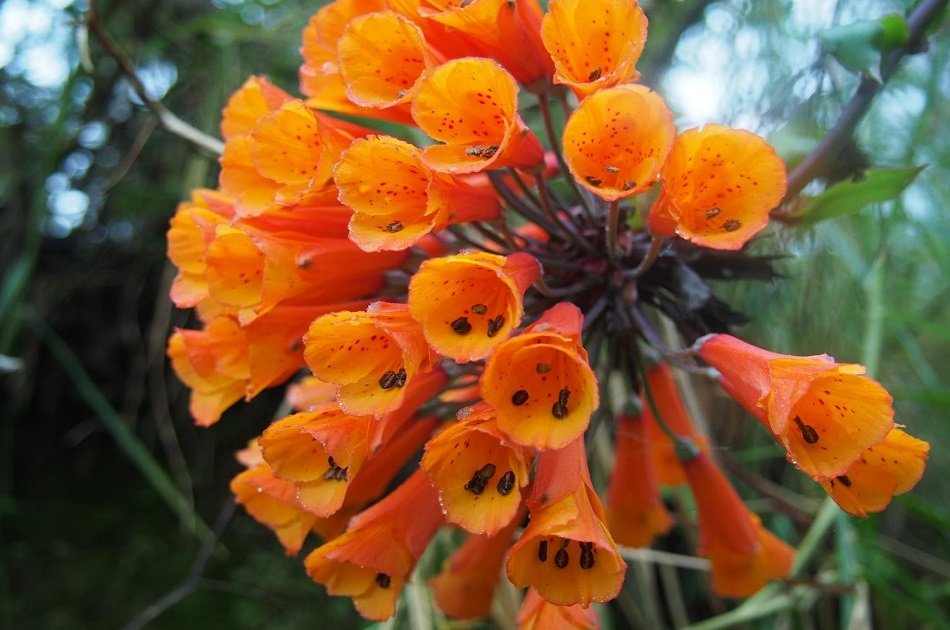 Coffee and Mountains: Eje Cafetero and Los Nevados