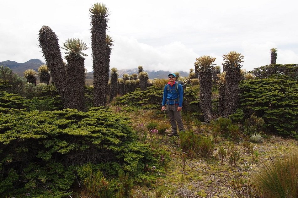 Coffee and Mountains: Eje Cafetero and Los Nevados