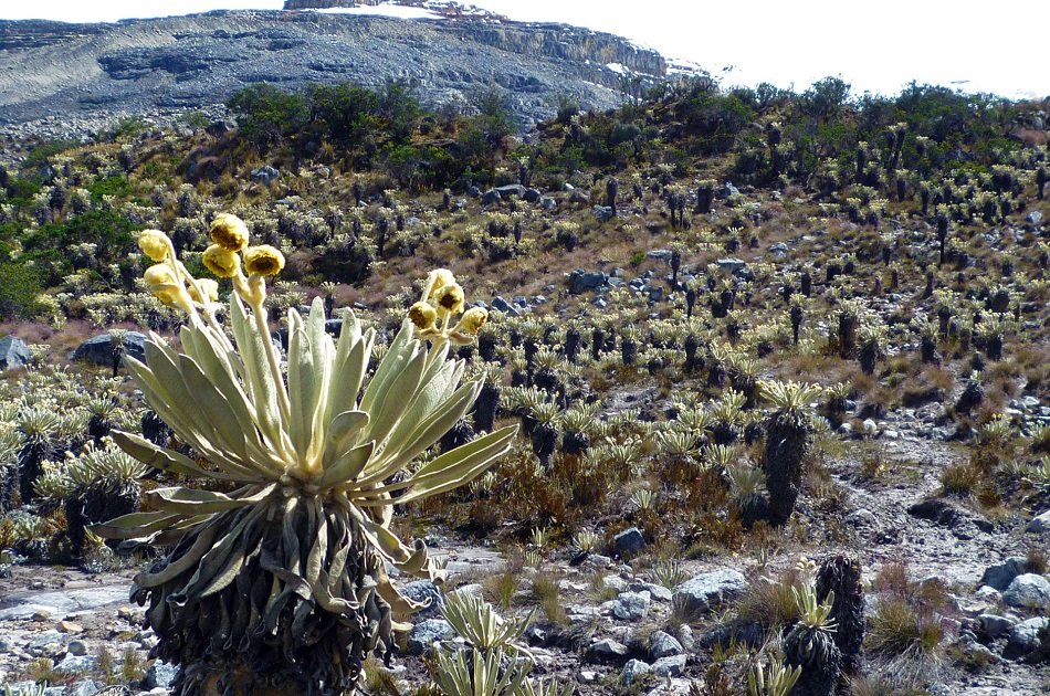 Trekking the El Cocuy Mountain Range