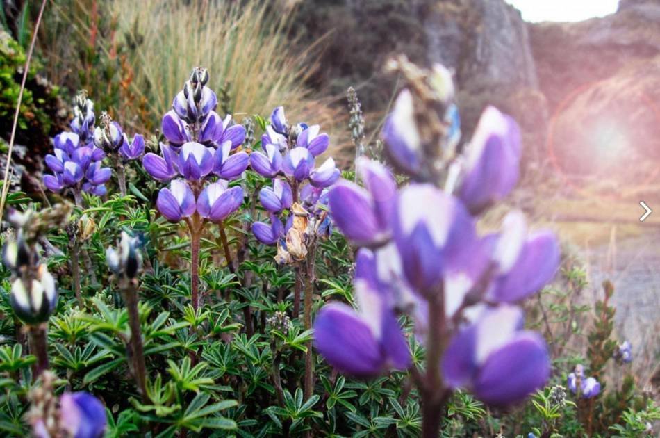 Excursion to Cajas National Park