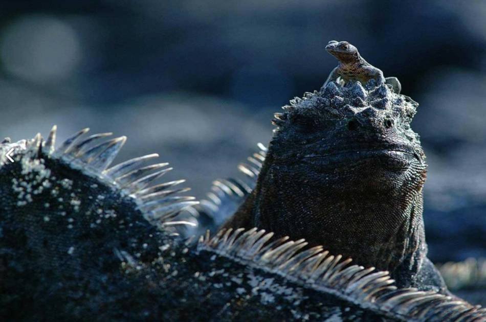 Mini Galapagos - 3 and a Half Star Hotel for 3 Days Private Tour
