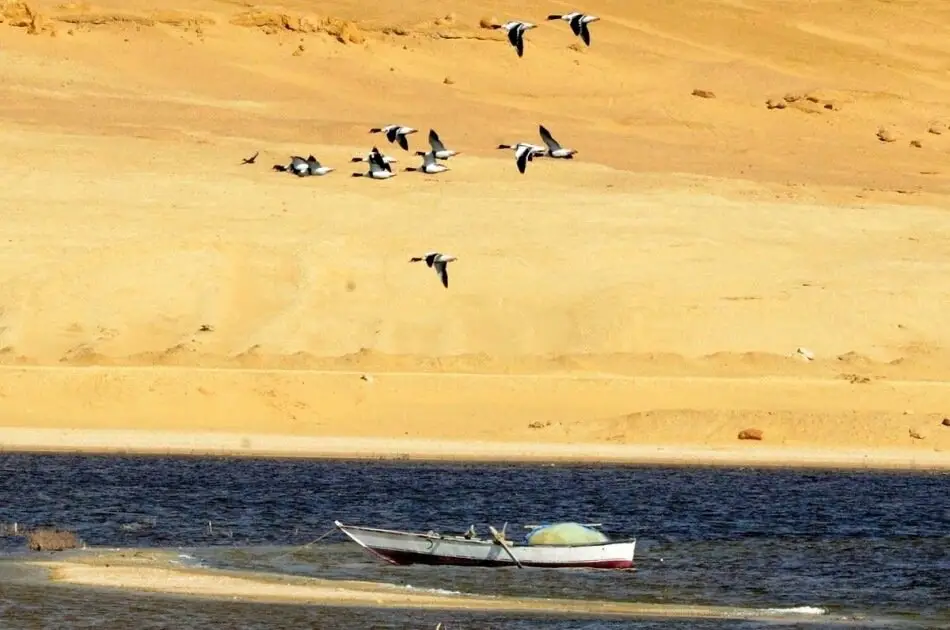 Bird Watching Tour to El Fayoum from Cairo
