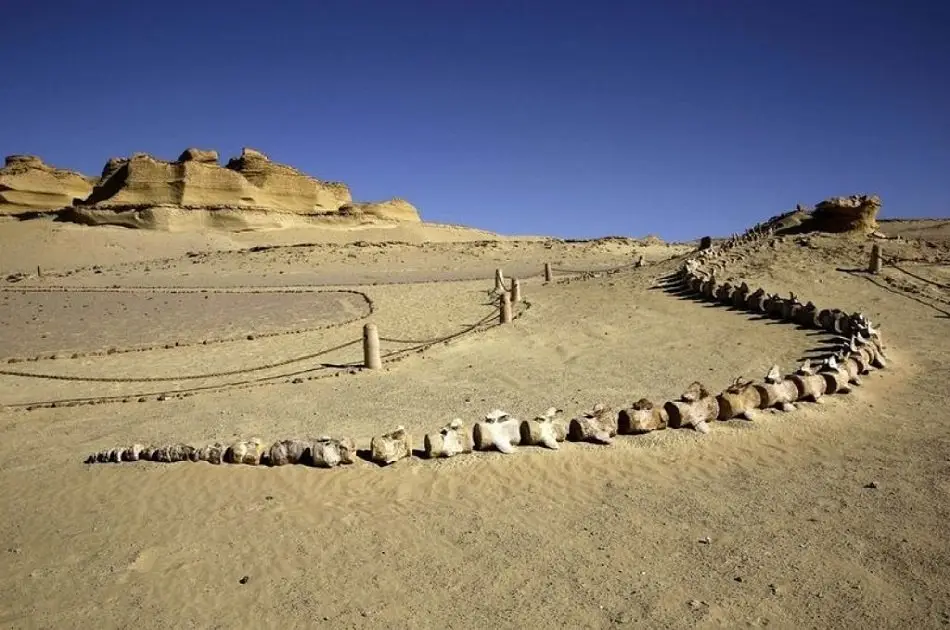 Fayoum Natural Lakes - Wadi Hitan & Wadi El Rayyan Private Overnights Stay