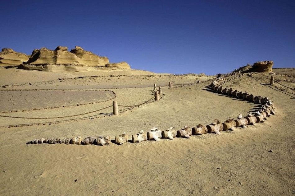 Full Day Private Tour To El Fayoum from Cairo