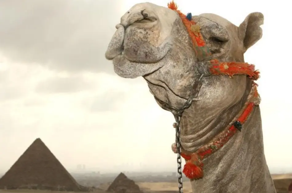 Giza Pyramid, Sakkara & Memphis Full Day Private Tour From Cairo